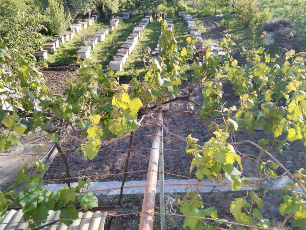 Gogi Dvalishvili Wine Cellar Gori Kültér fotó